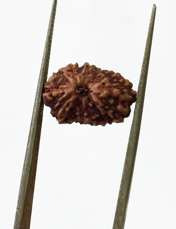 13 Mukhi Certified Indonesian Rudraksha  Size- 14 mm
